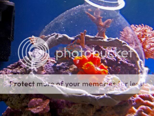 2009_0902Reef0071.jpg