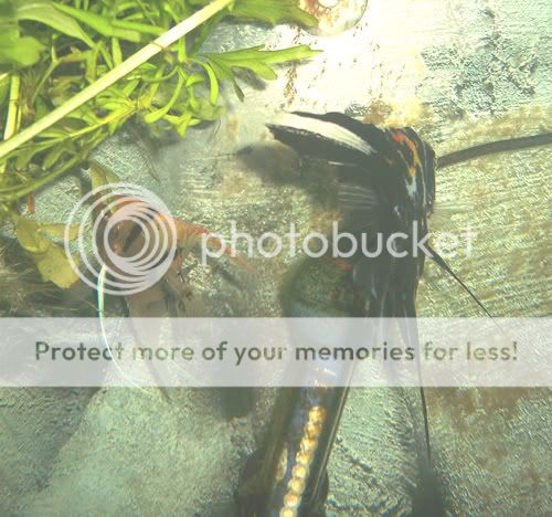 120307benderzorrowigglers1.jpg
