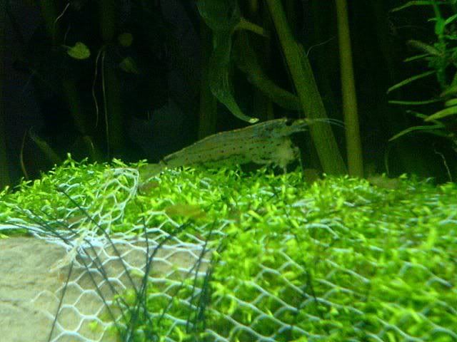 DSC01185p.jpg