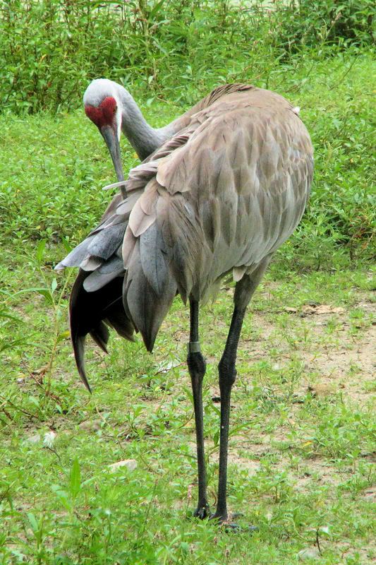 sandhillcrane2.jpg