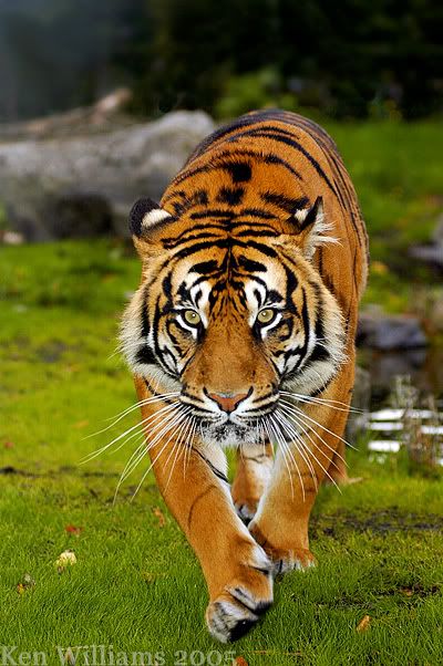 Zoo094.jpg