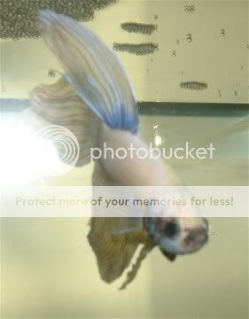 bathroombetta1004.jpg