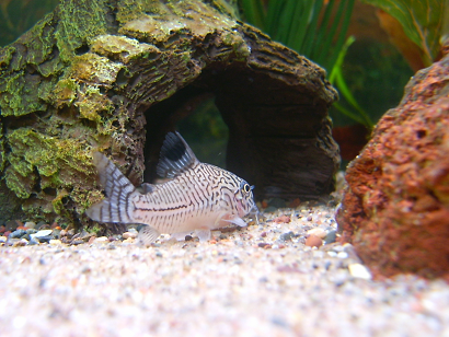 Corydoras8.png