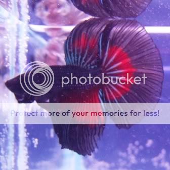 betta2.jpg