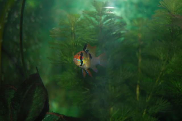 DSC_0547.jpg
