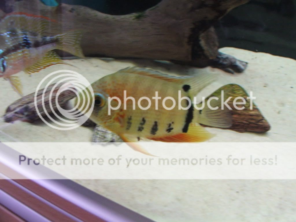 DSCF9017.jpg