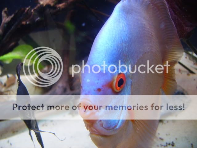 macrofish002.jpg