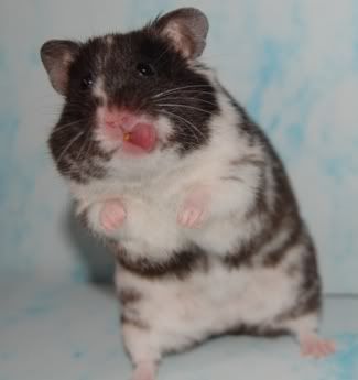 hamhams5.jpg
