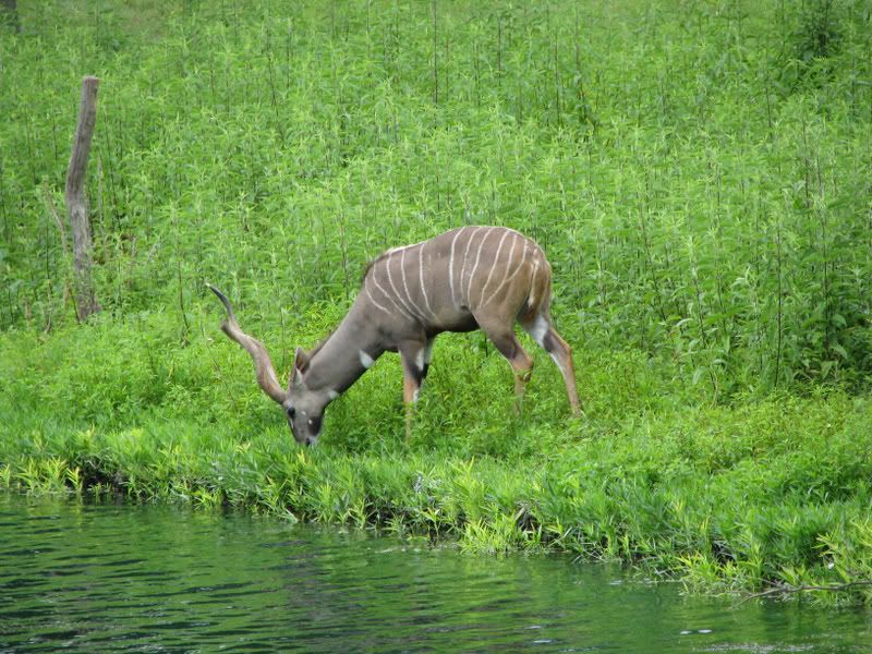 Kudu1.jpg