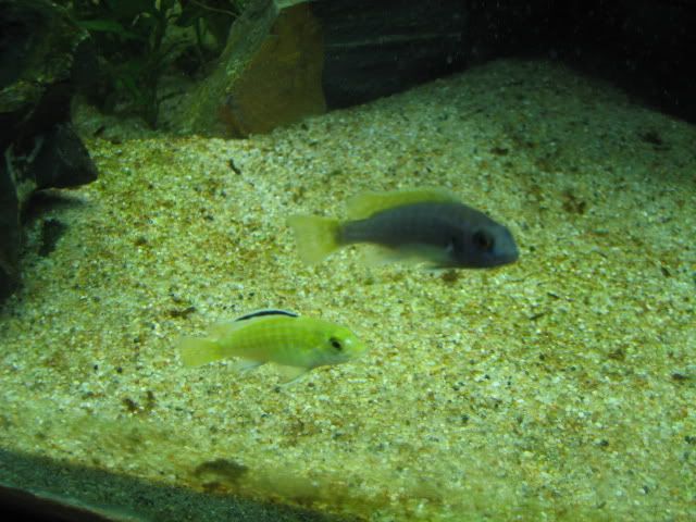 FishTank101.jpg