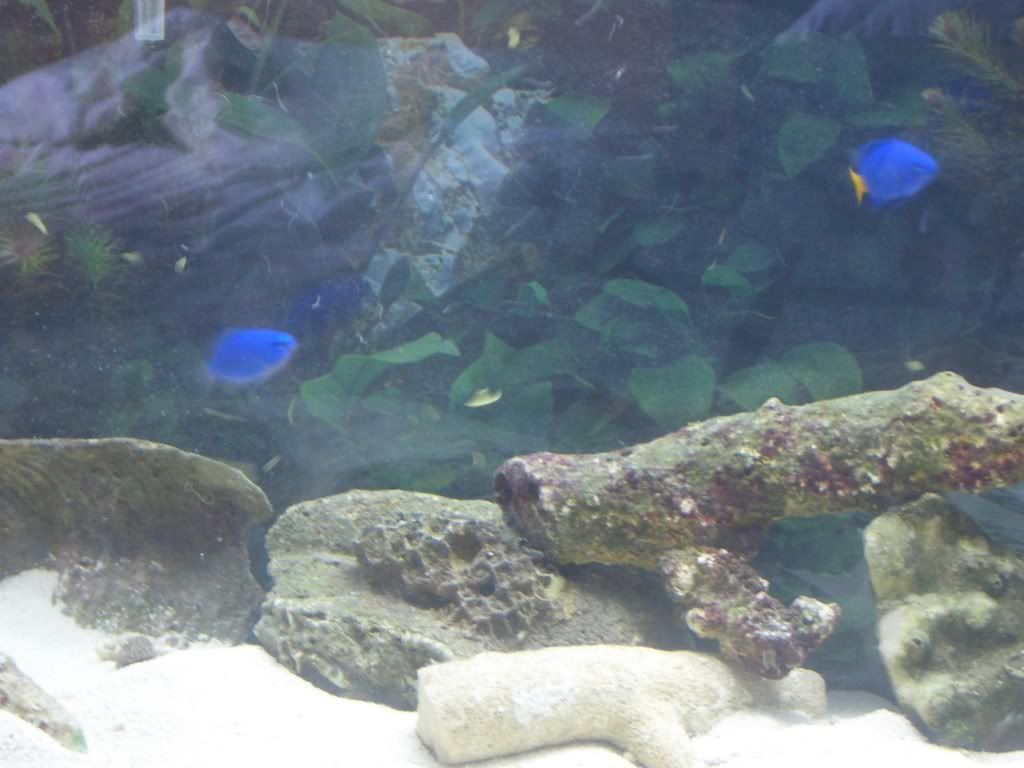 fish2.jpg