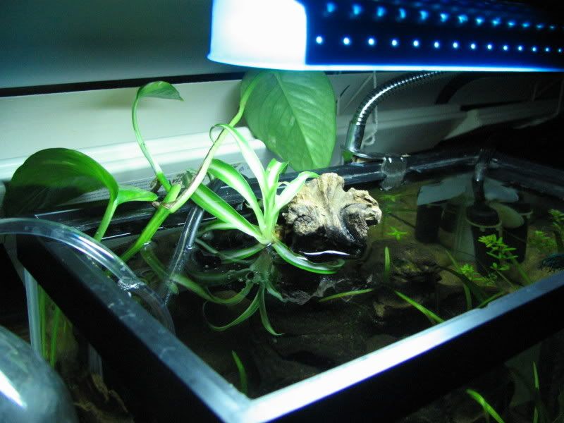 newfish085.jpg