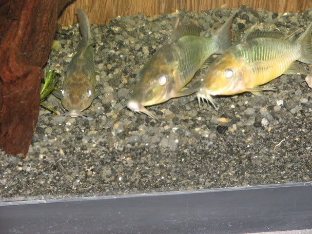 IMG_3132.jpg