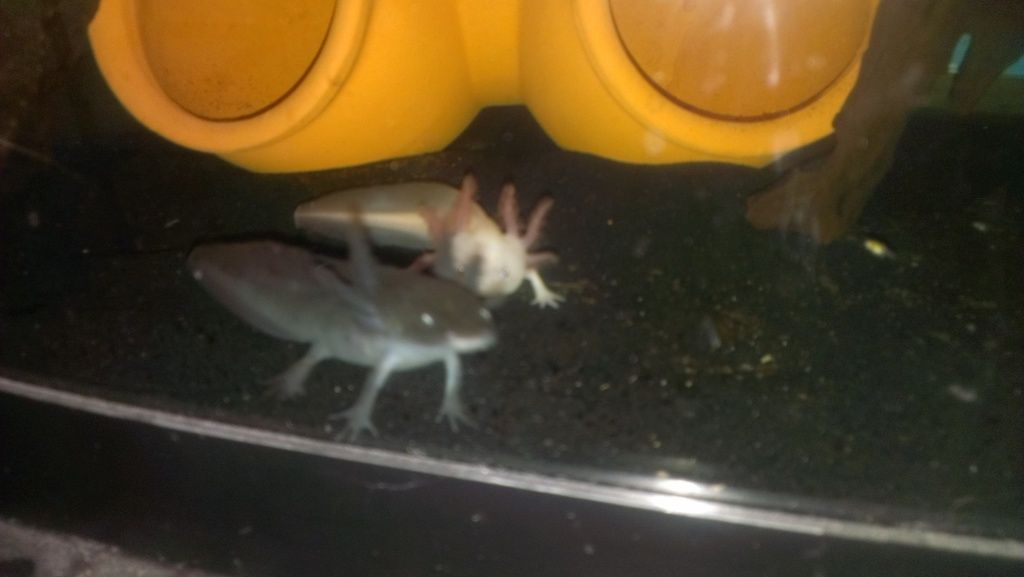 IMAG0378.jpg