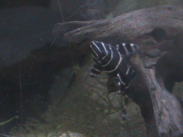 DSC00145.jpg