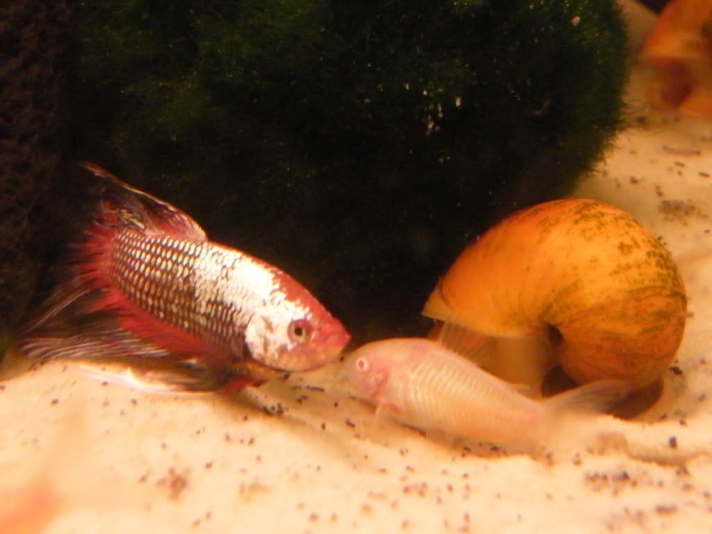 DSCF4586.jpg