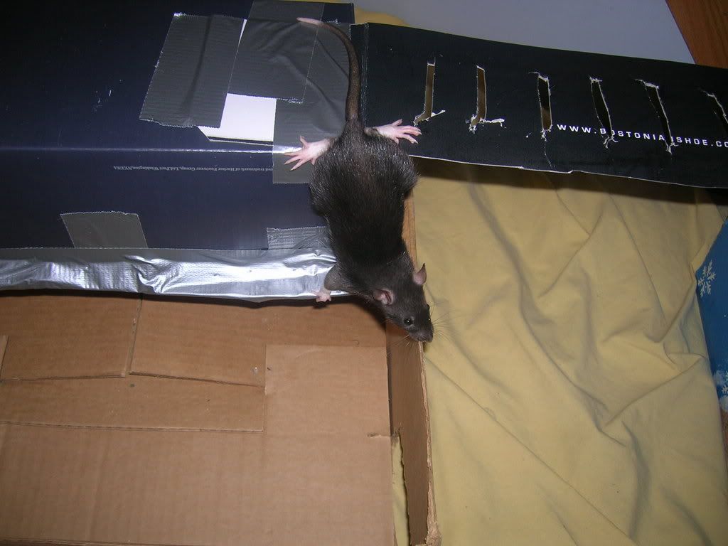 Rattie1008.jpg