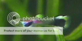 04_12_15GuppEndler2.jpg