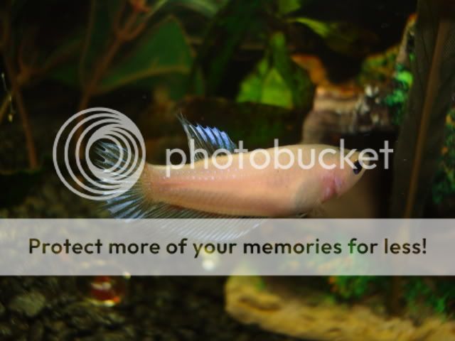 femalebettas024.jpg