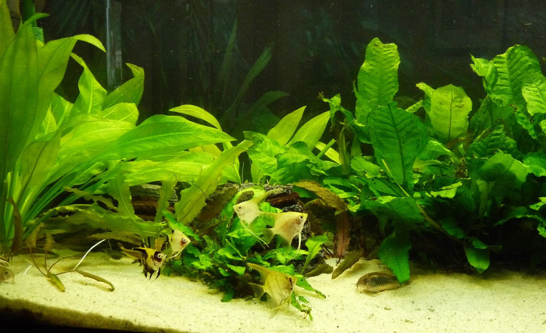 smallertankshot.jpg