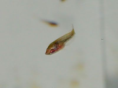 DSCN9048.jpg