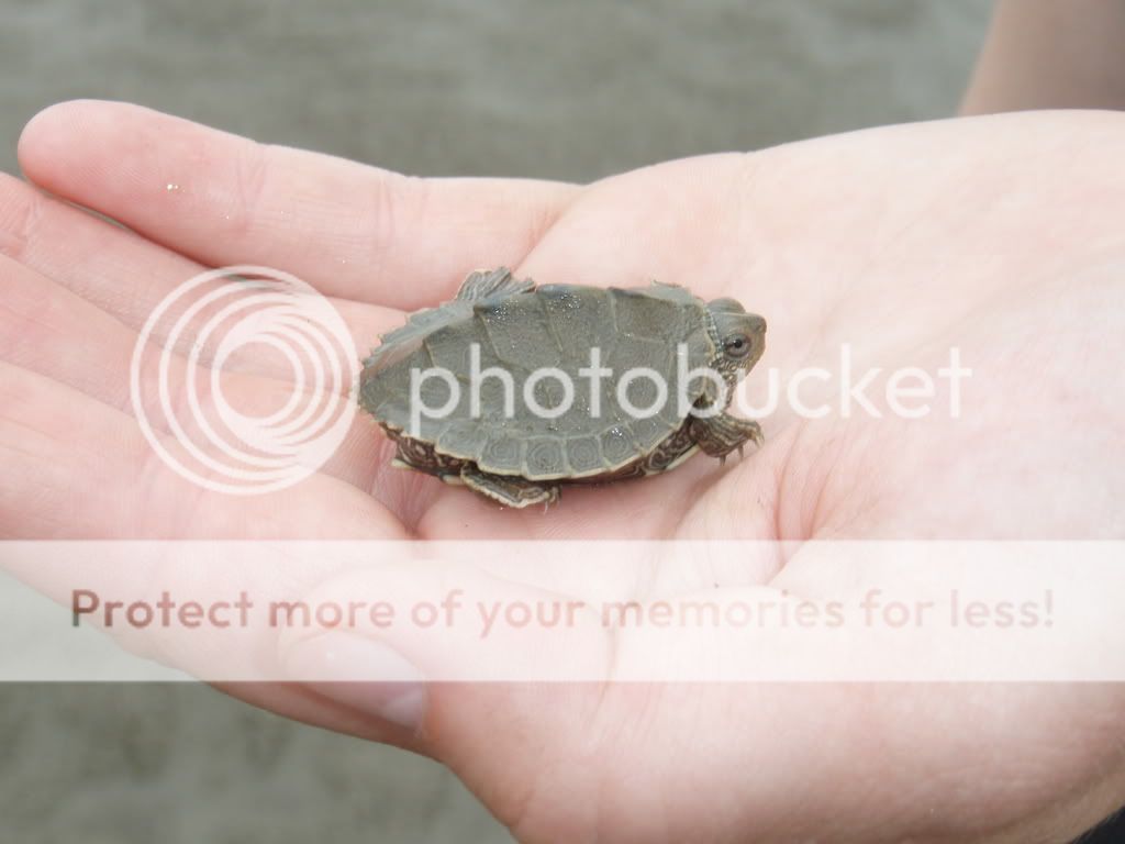 759-603-FalseMapTurtle2.jpg