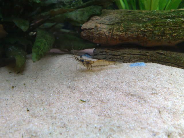 17012009087.jpg