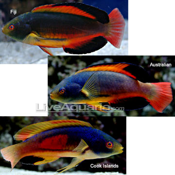 p-90159-wrasse.jpg