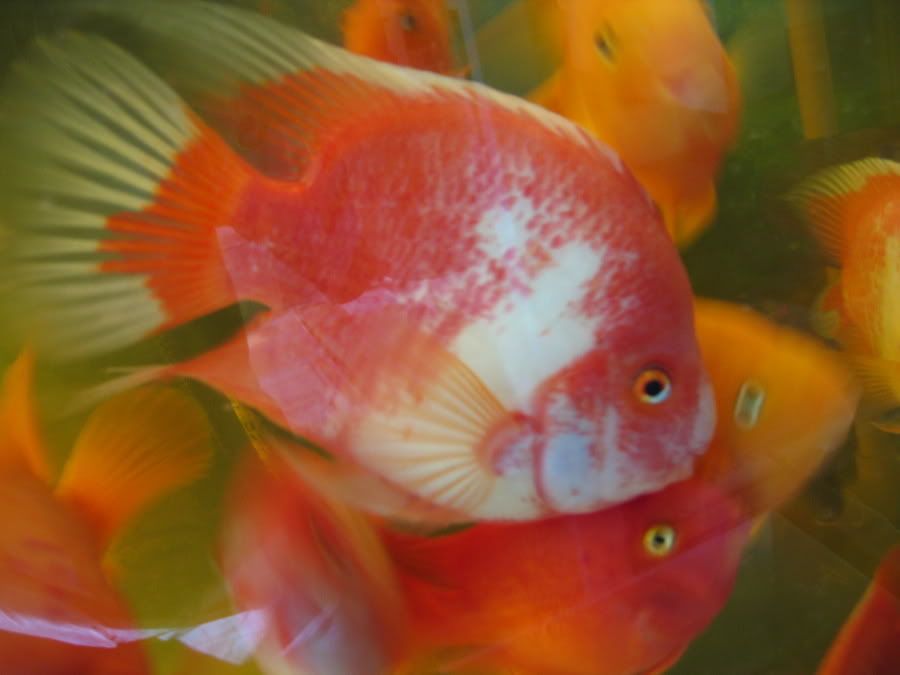 updatedfishforsale010.jpg