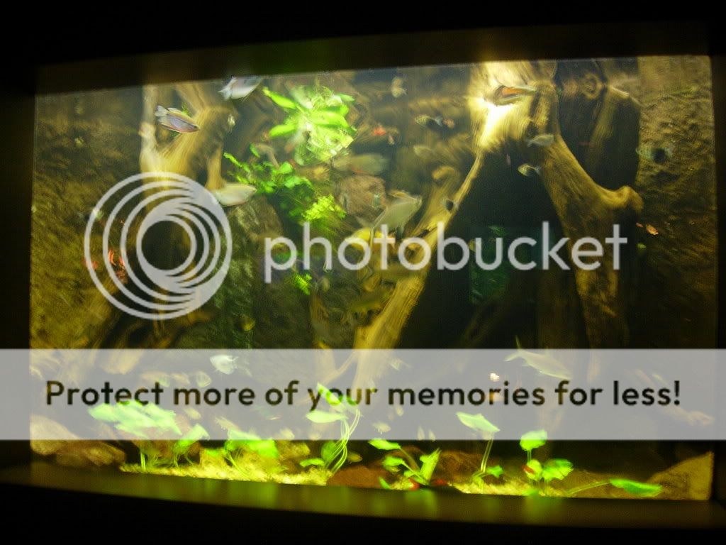 2008085.jpg