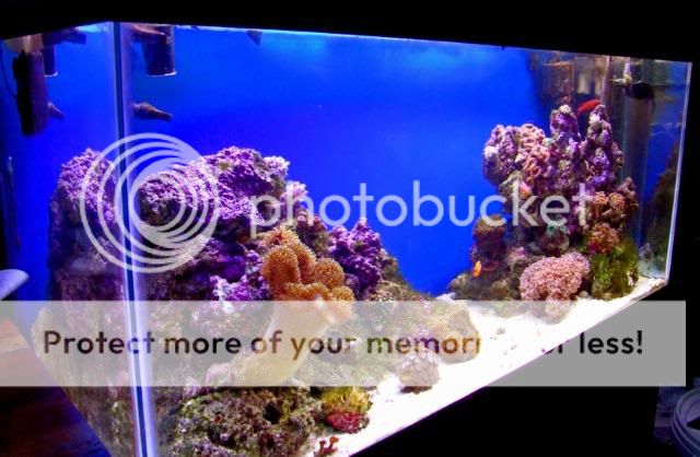 2009_0702Reef0223a.jpg