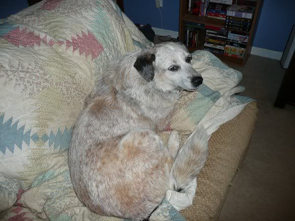 pets7.jpg