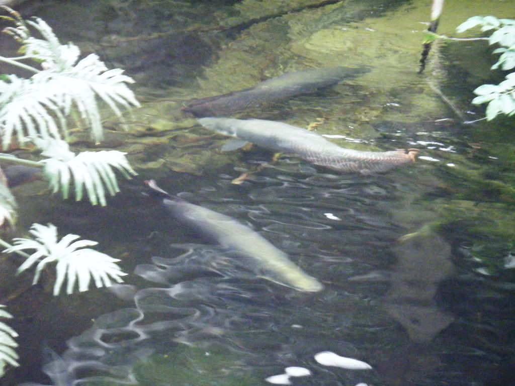 giantfish.jpg