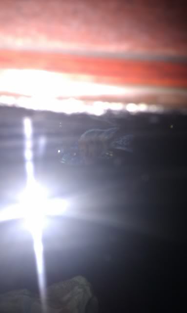IMAG0115.jpg