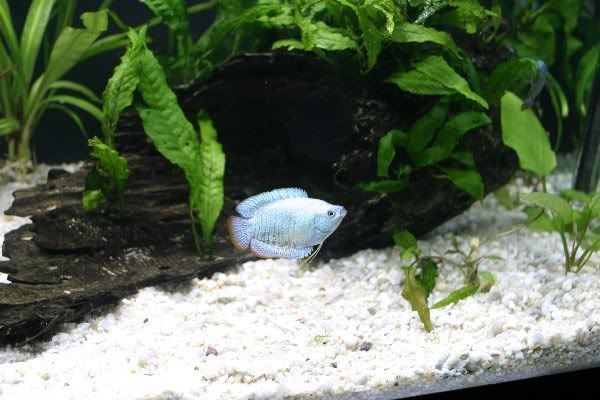 Poissons00004_RJ.jpg