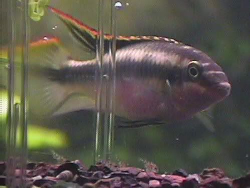04_07_13_M_Krib_w_Fry_Breeder.jpg