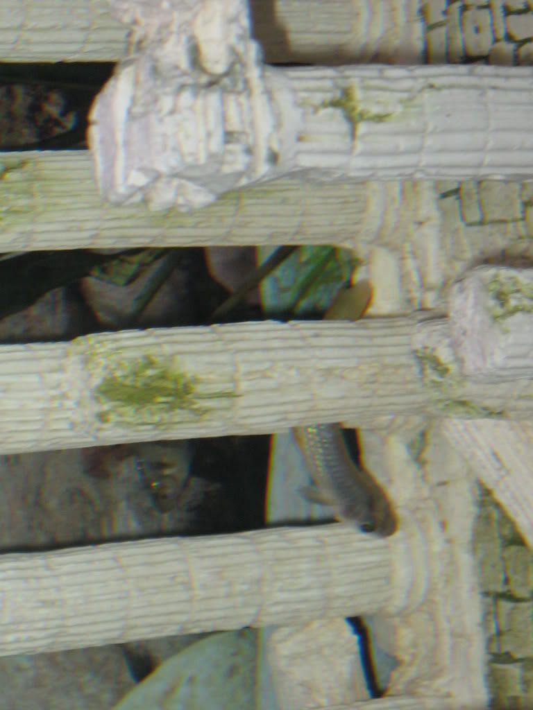 killifishback009.jpg
