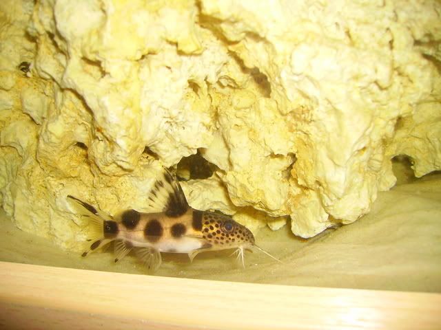 fish001.jpg