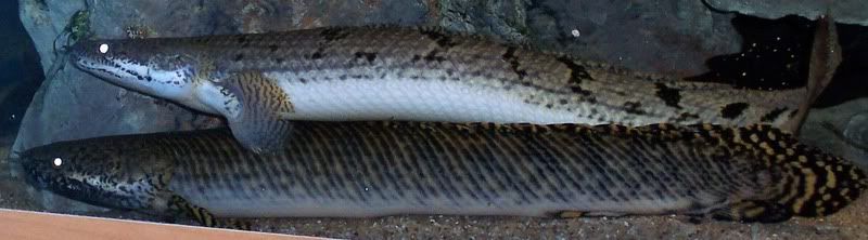 fish003-1.jpg
