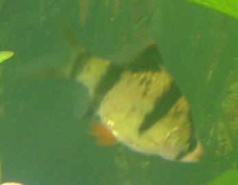 TigerBarb0000.jpg