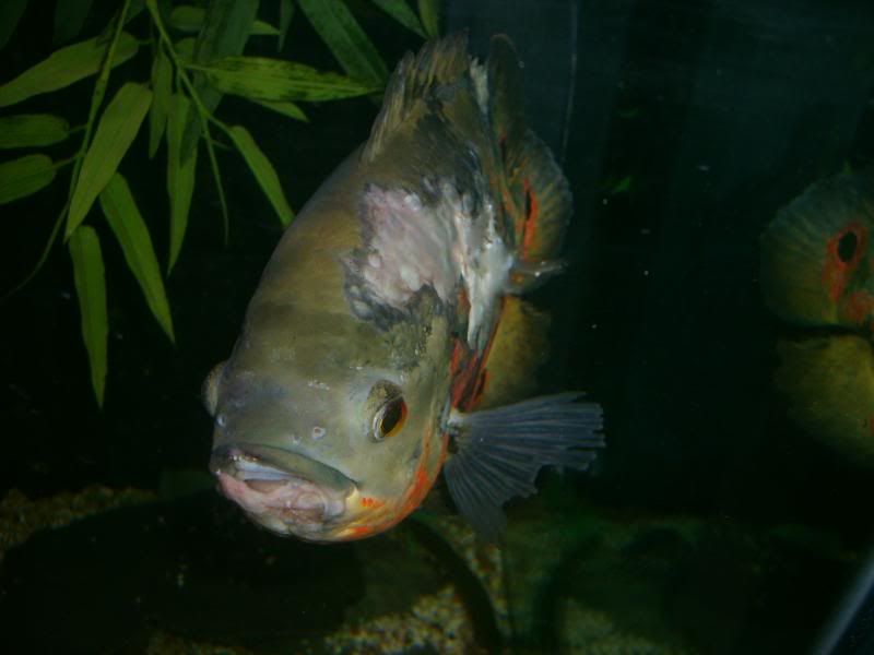 S5003719.jpg