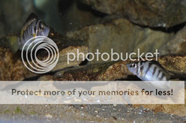 Acompshellsumbu3.jpg