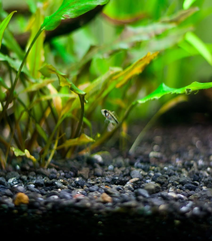 Fish-14.jpg