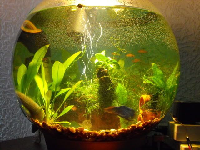 2010_0605anubias0057.jpg