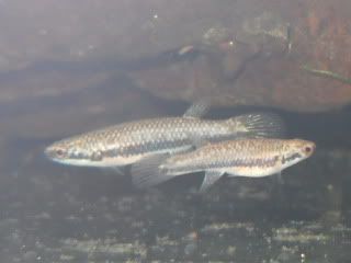 SDC12367.jpg
