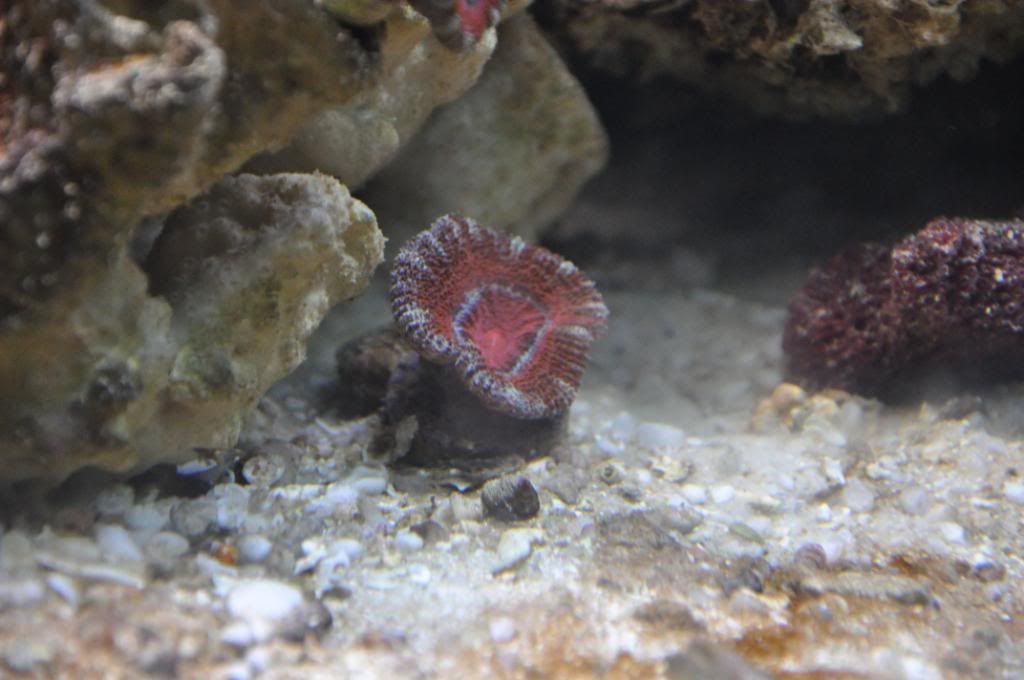 fishpictures039.jpg