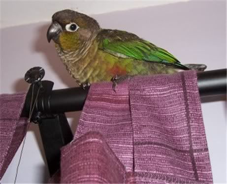 mollycurtain2209.jpg