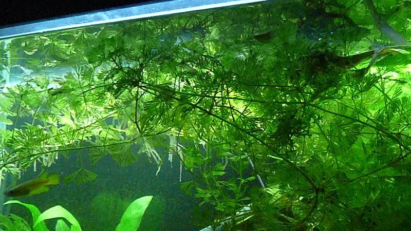 fish510101.jpg