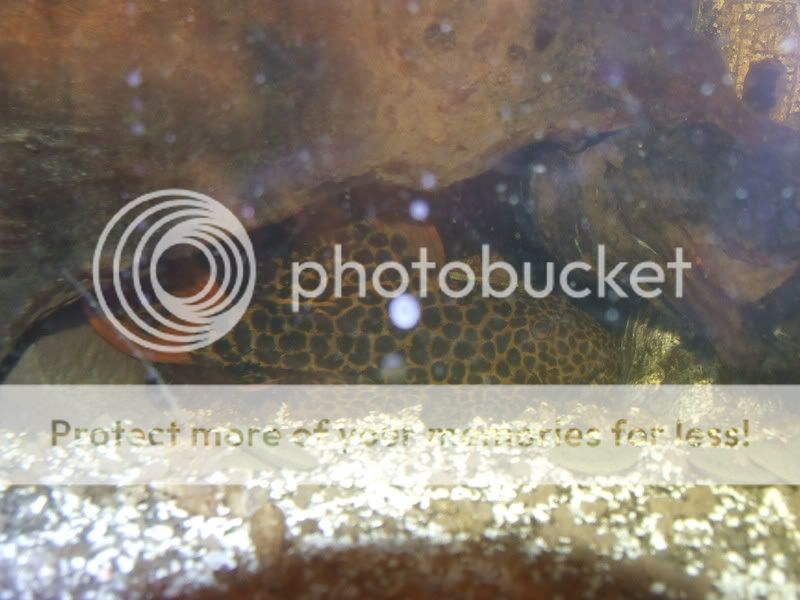 DSCF2823-1.jpg