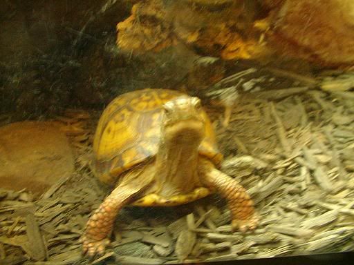 relayzoo026.jpg